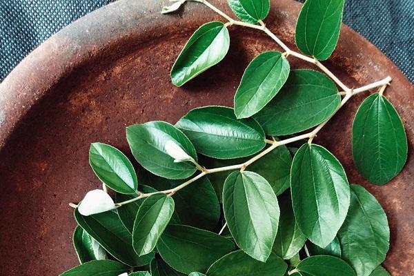 فوائد وأضرار ورق السدر للحمل 