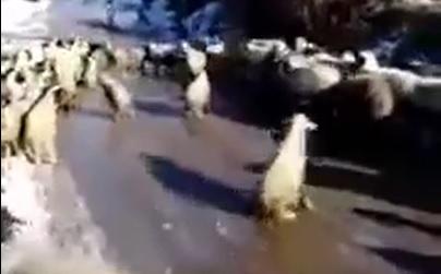 هكذا سيكون الدوام صباح الخميس بالأردن  فيديو 