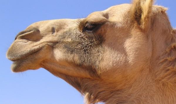 مؤثر  جمل يبكي من شدة البرد في السعودية  فيديو 