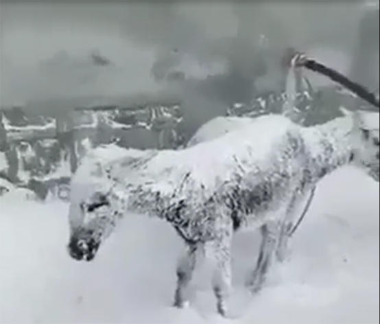 فيديو مرعب لتجمد حيوانات في تركيا