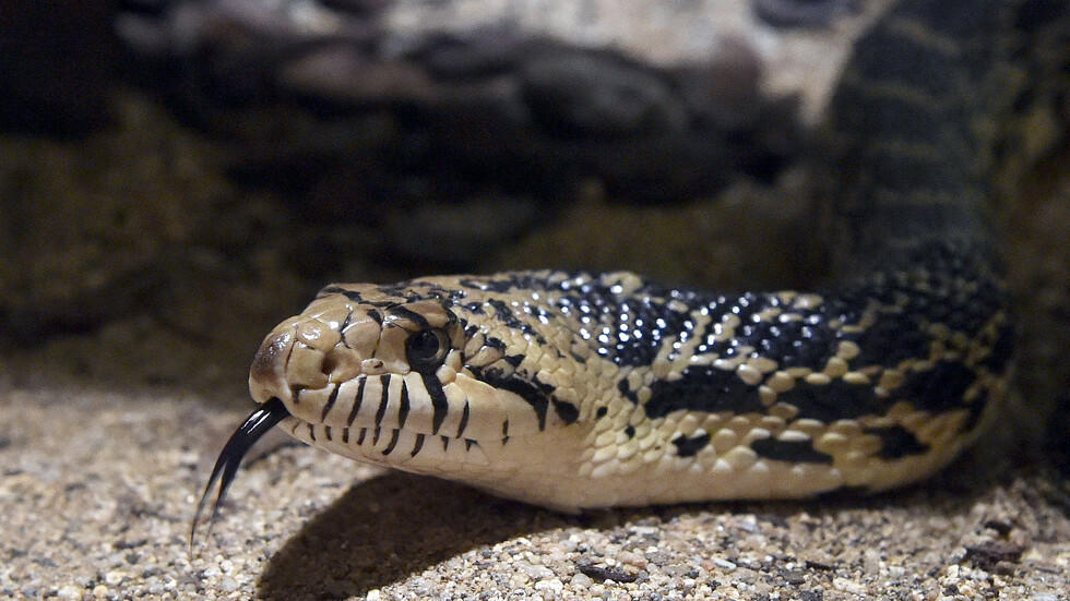 العثور على جثة رجل محاطة بأكثر من 100 ثعبان