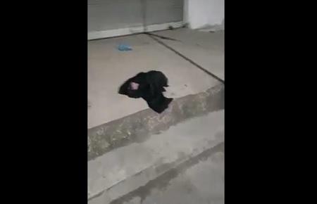 العثور على طفلة رضيعة بأحد شوارع مدينة الرمثا 