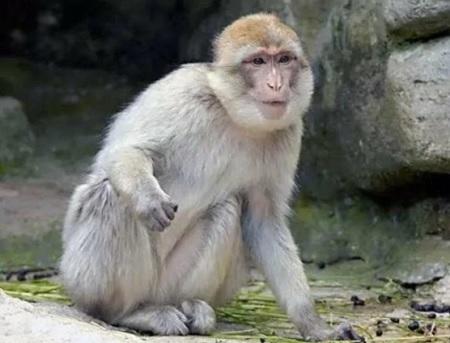 الشرطة الأميركية تبحث عن 4 قرود هاربة