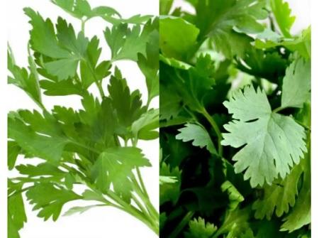 إليك فوائد الكزبرة لصحتك