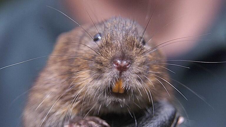 فضلات جرذان داخل حبوب للتنحيف في سوريا