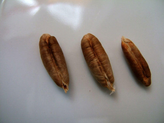 فوائد صادمة لهذه النواة لا ترميها بعد اليوم