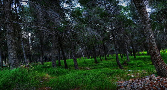 سقوط قرابة الف شجرة في غابة المدينة الرياضية
