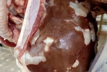 إتلاف لحوم غير صالحة في معان 