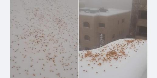 أردني ينثر الحبوب خلال المنخفض