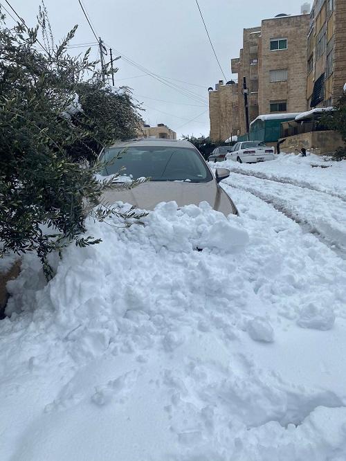 خسائر فادحة بأشجار عمّان  صور وفيديو