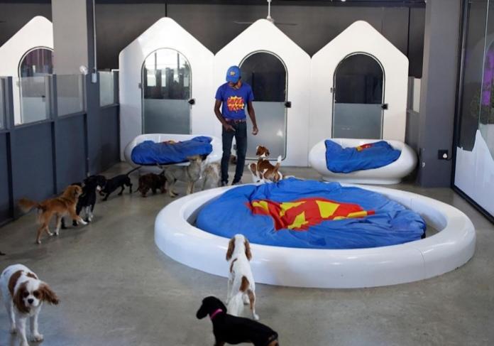 فندق للكلاب يقدم خدمة 6 نجوم