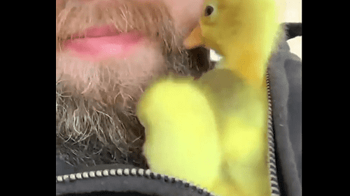 رجل يربي صيصانا داخل سترته  فيديو