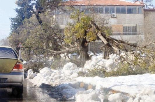 الامانة مجال عملنا حول الأشجار هو تقليمها 