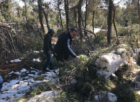 حملة لإزالة الأشجار المتضررة بمدينة الحسين للشباب