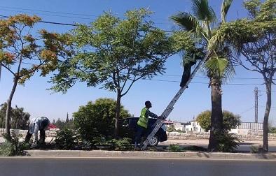 ألامانة تواصل حملات تقليم الاشجار 
