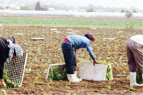 الزراعة النيابية توصي بتخفيض رسوم تصاريح العمل بالقطاع 