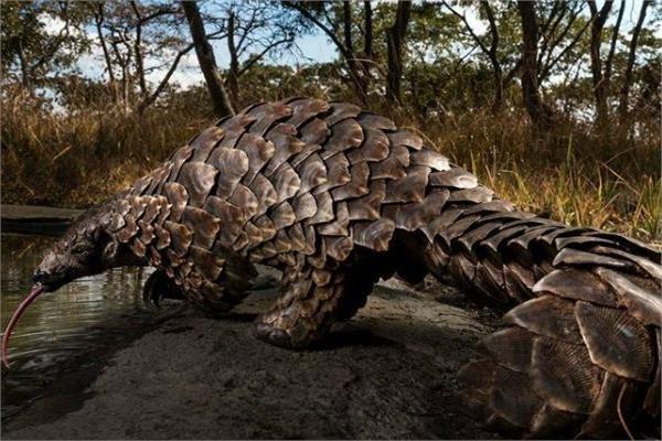 يتغذى على 5 مليون نملة سنوياً ما لا تعرفه عن البنغول