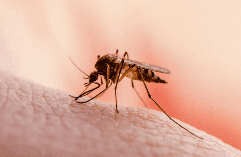  لتجنب لدغ البعوض ابتعدوا عن ارتداء هذه الألوان 