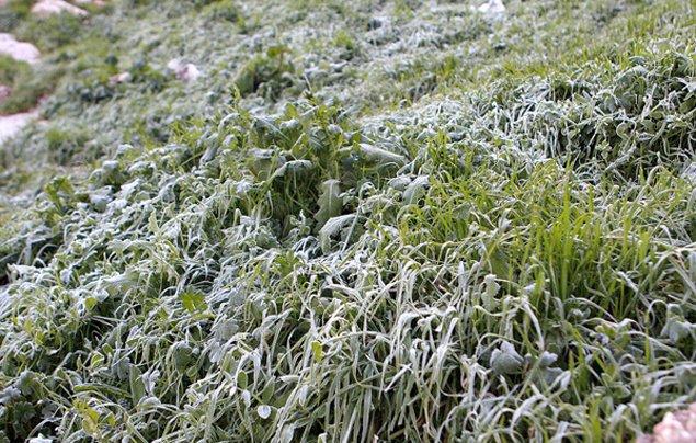 هل تخفض تعويضات الصقيع أسعار الخضار بالأردن