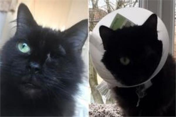 إنقاذ قطة بأعجوبة من الموت