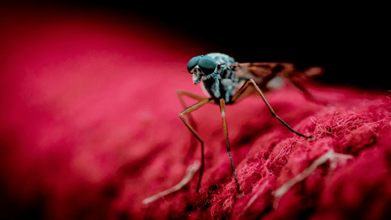 العلماء يكشفون عن ألوان الملابس التي تجذب البعوض