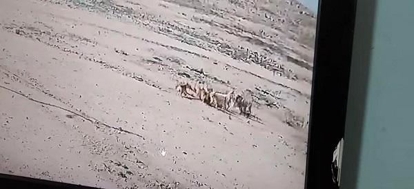 شاهدوا فيديو كلاب تهاجم أطفالا بالمفرق 