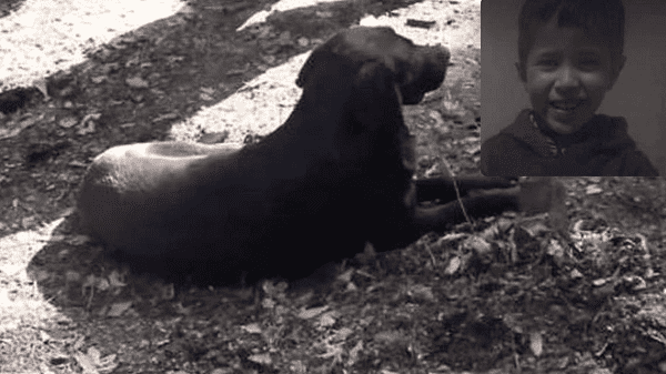 قصة وفاء نادرة كلب يرابط عند قبر الطفل ريان