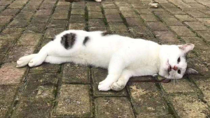 ما حكم قتل القطط والكلاب المؤذية بالنار والسم