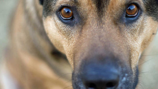 رحيل الغرايبة يسأل عن تربية الكلاب