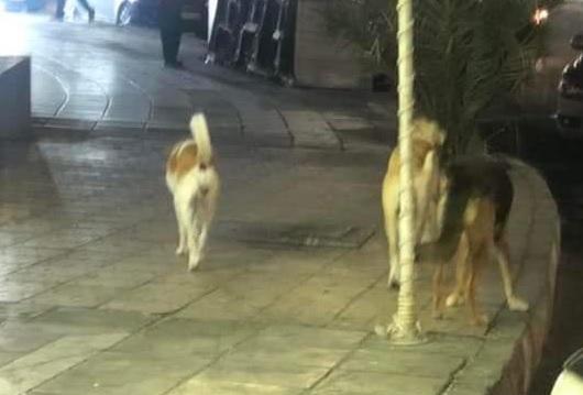 كلاب العقبة الضالة تتسوق