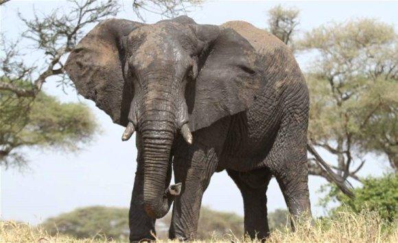 1000 دولار عقوبة ترويع فيل بهذه الدولة 