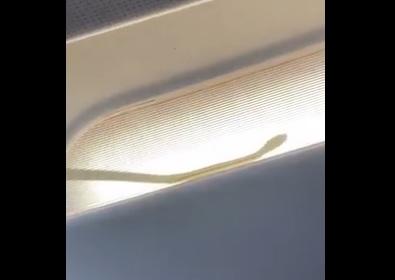 ثعبان على متن طائرة يثير هلع الركاب  فيديو 