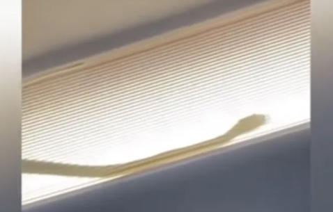 مفاجأة مرعبة على متن طائرة  فيديو