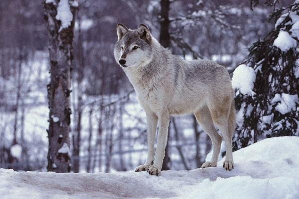 القضاء الأميركي يلغي قرار ترامب بشأن الذئاب الرمادية