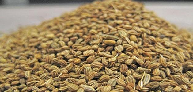 فوائد عشبة النانخة للنساء رائعة تعرفي عليها