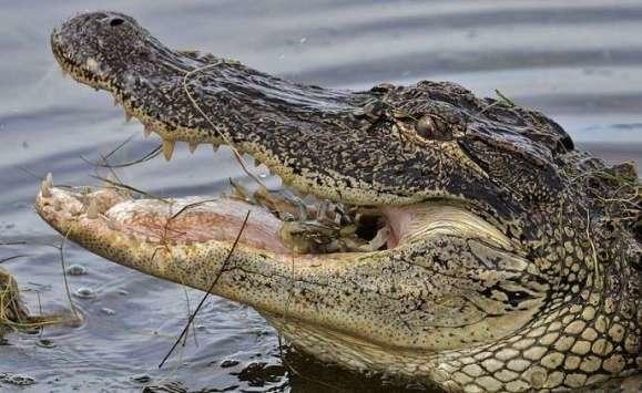 اكتشاف نادر بمعدة تمساح عمره 95 مليون عام