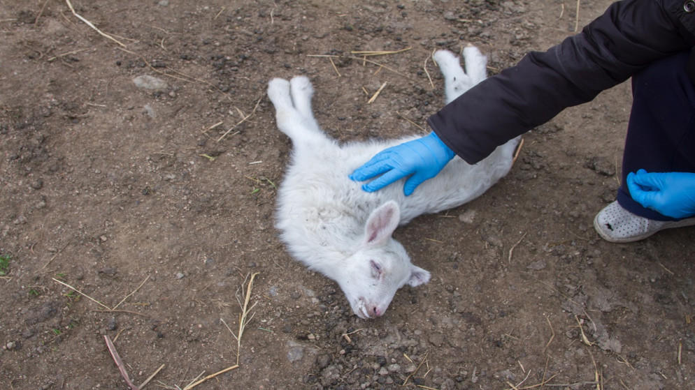 نفوق أغنام في لواء كفرنجة