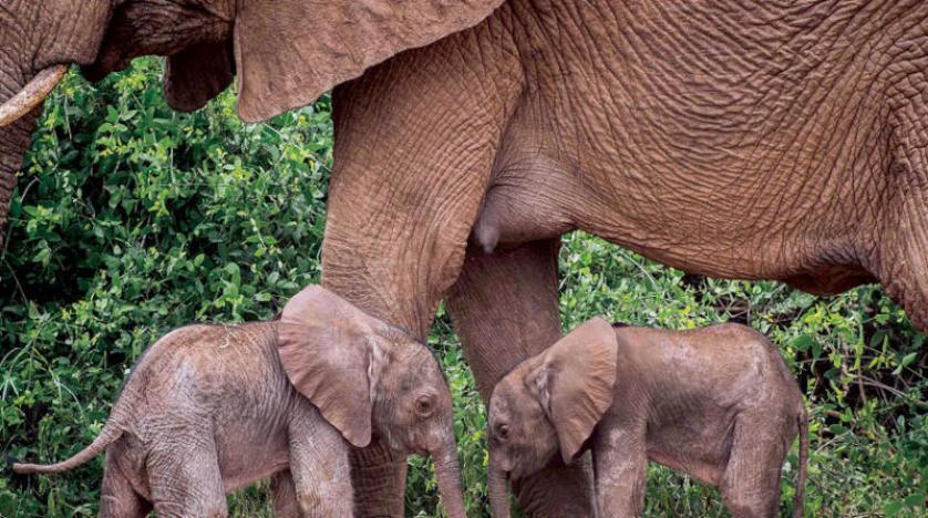 ظهور جينات جديدة بأفيال كينيا  فيديو 