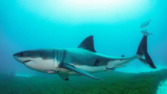 إغلاق شواطئ سيدني إثر هجوم قاتل لسمكة قرش