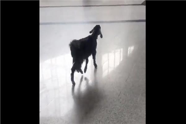 القبض على ماعز تتجول في محكمة لبنانية  فيديو