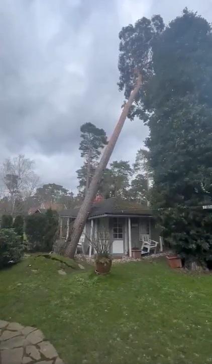 شاهد كيف اقتلعت العاصفة زينب اشجار اوروبا