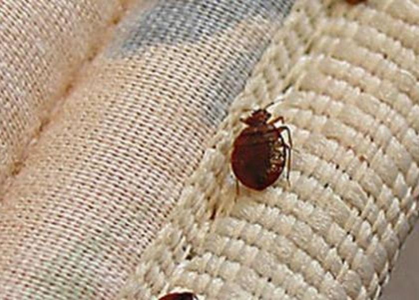 حشرات تنام معك بالفراش وتسبب لك الأمراض تخلص منها