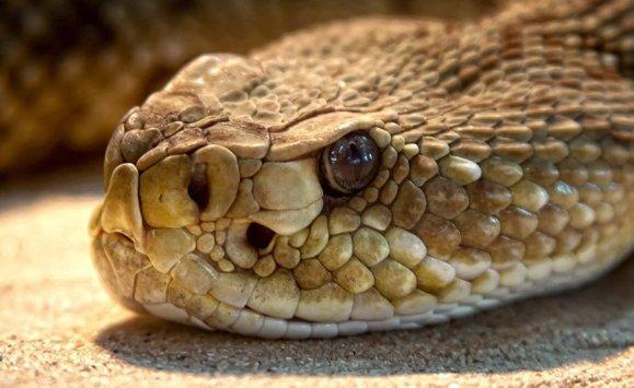 ثعبان في مكتب مدير مدرسة سعودية  صورة 