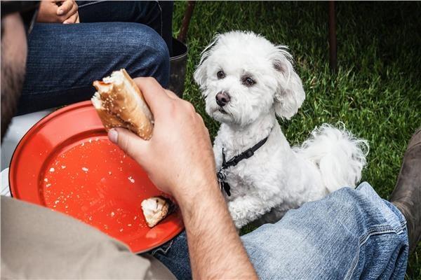 7 أغذية تقتل الكلاب