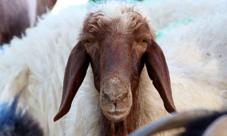 ماعز يتجول داخل محكمة لبنانية  فيديو