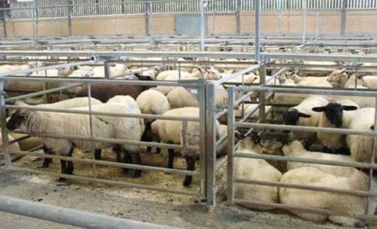 زراعة كفرنجة لا إصابات بطاعون الحيوانات