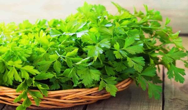 فوائد غير متوقعة لتناول البقدونس على الريق