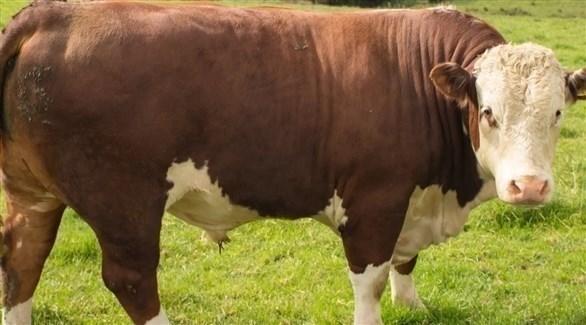 ثور يتحول إلى بطل في نيوزيلندا بعد نجاته من فيضان