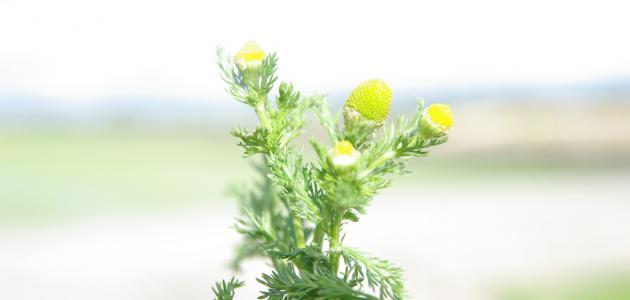 فوائد مغلي البابونج للبشرة قبل النوم