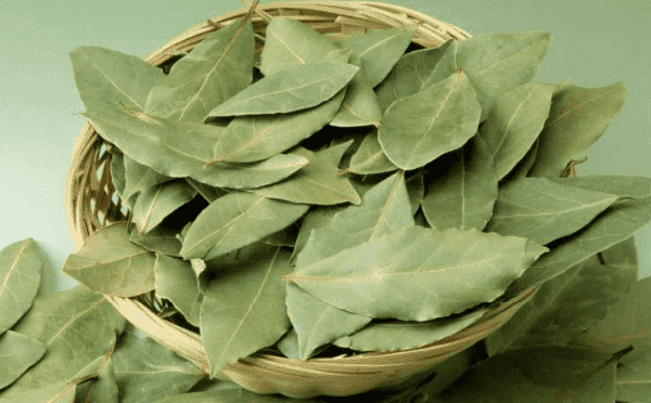 فوائد مذهلة لأوراق الغار تعرفوا عليها